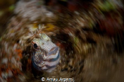 Ringneck blenny popping out of a hole. Modified with a sp... by Arnau Argemi 